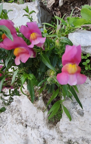 Antirrhinum majus (snapdragon) (alternate view 2)