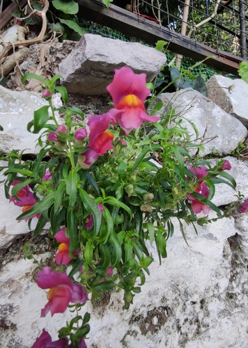 Antirrhinum majus (snapdragon) (alternate view 3)