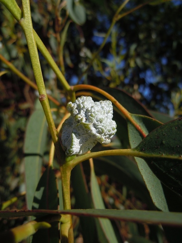 Eucalyptus globulus (Tasmanian Blue Gum) (alternate view 5)