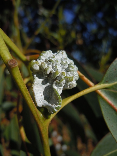 Eucalyptus globulus (Tasmanian Blue Gum) (alternate view 6)
