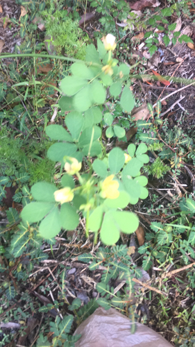 Senna obtusifolia (American Sicklepod) (alternate view 6)