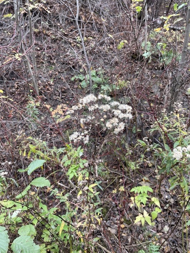 Doellingeria umbellata (flat-top white aster) (alternate view 8)