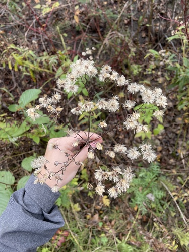 Doellingeria umbellata (flat-top white aster) (alternate view 9)