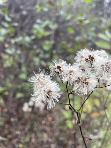Doellingeria umbellata (flat-top white aster) (alternate view 10)