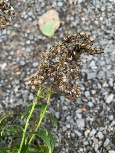 Solidago canadensis (Canada goldenrod)