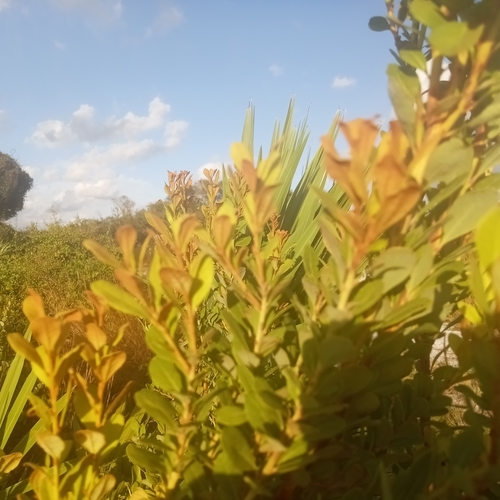 Lyonia fruticosa (coastal plain staggerbush) (alternate view 6)