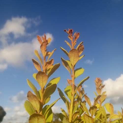 Lyonia fruticosa (coastal plain staggerbush) (alternate view 7)