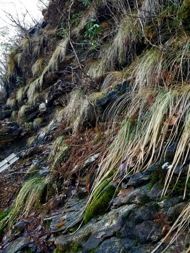 Calamagrostis (Reedgrasses) (alternate view 4)