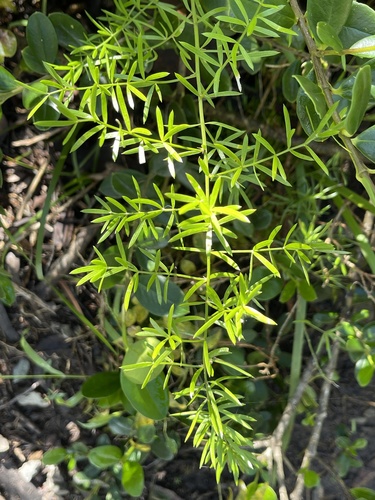 Asparagus aethiopicus (African Asparagus) (alternate view 5)