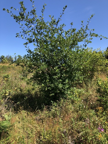 Crataegus douglasii (Black Hawthorn)