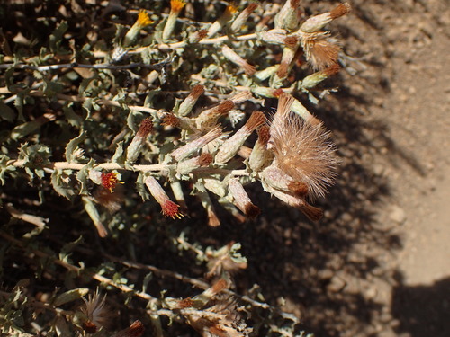 Hazardia squarrosa (saw-toothed goldenbush)