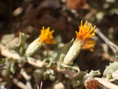 Hazardia squarrosa (saw-toothed goldenbush) (alternate view 2)