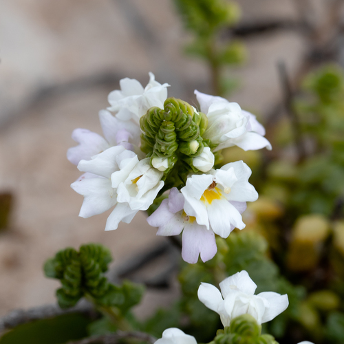 Euphrasia collina (purple eyebright) (alternate view 2)