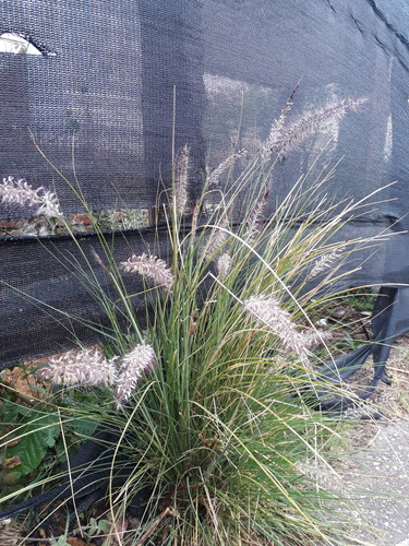 Cenchrus setaceus (Fountain Grass)