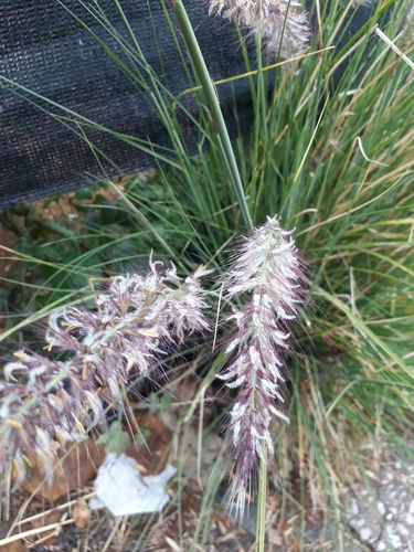 Cenchrus setaceus (Fountain Grass)