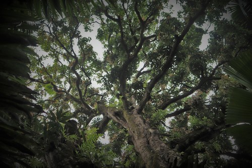 Mangifera (mangoes) (alternate view 9)