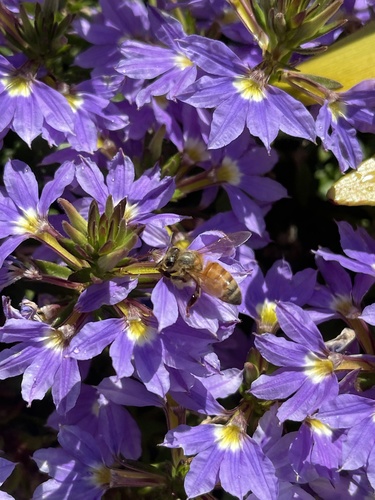 Scaevola aemula (Fairy Fan-flower) (alternate view 5)