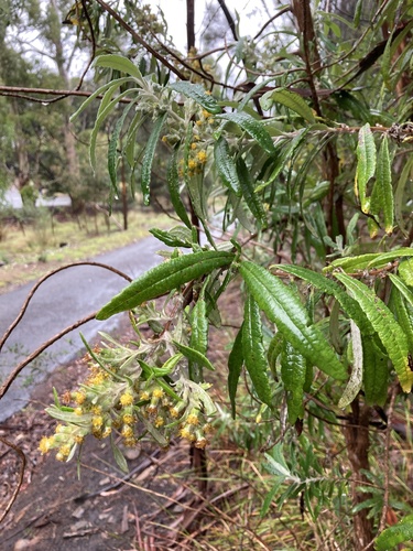 Bedfordia salicina (Blanket Bush) (alternate view 3)