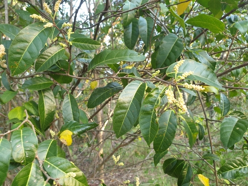 Malaisia scandens (Burnie Vine)