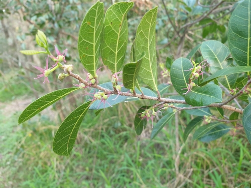 Malaisia scandens (Burnie Vine) (alternate view 2)