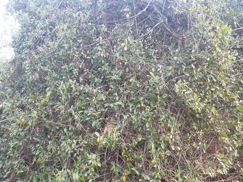 Malaisia scandens (Burnie Vine) (alternate view 3)