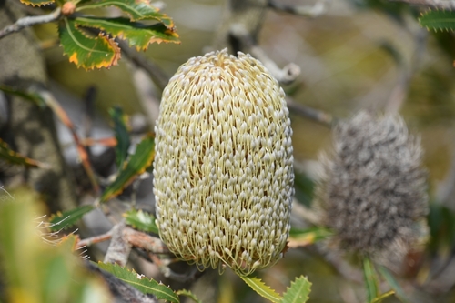 Banksia serrata (Old man banksia) (alternate view 8)