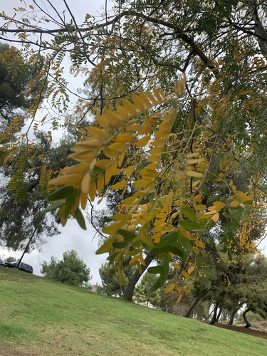 Gleditsia triacanthos (honey locust) (alternate view 4)