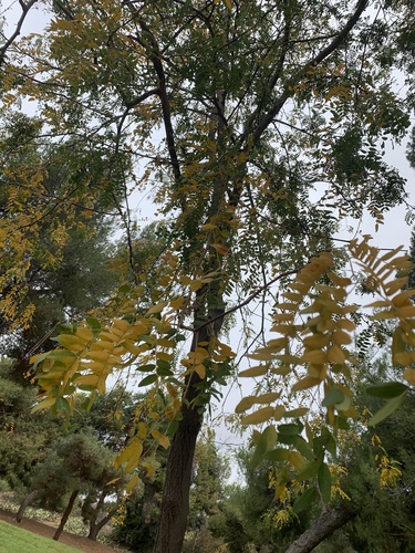 Gleditsia triacanthos (honey locust) (alternate view 5)