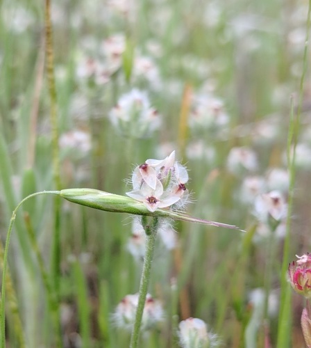 Plantago erecta (dot-seed plantain) (alternate view 2)