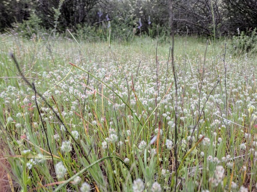 Plantago erecta (dot-seed plantain) (alternate view 3)