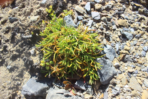 Scleranthus biflorus (alternate view 13)