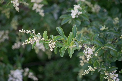 Ligustrum quihoui (Quihoui privet) (alternate view 5)