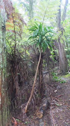 Cordyline rubra (red-fruited palm lily)