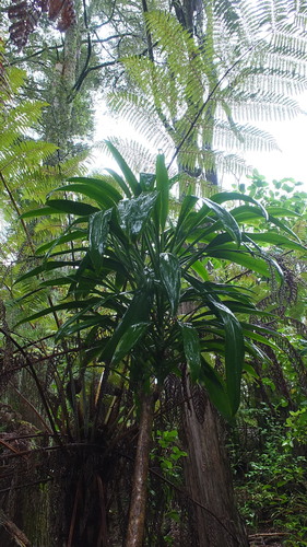 Cordyline rubra (red-fruited palm lily) (alternate view 2)
