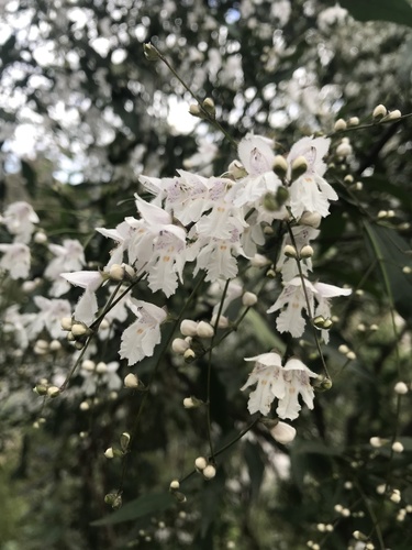 Prostanthera lasianthos (Christmas Bush)
