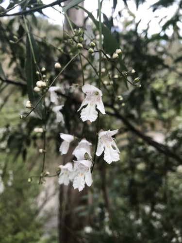 Prostanthera lasianthos (Christmas Bush) (alternate view 2)