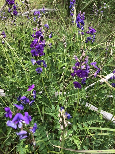 Swainsona lessertiifolia (coast Swainson-pea) (alternate view 4)