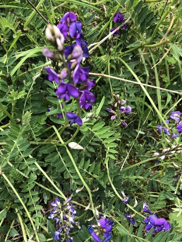 Swainsona lessertiifolia (coast Swainson-pea) (alternate view 5)