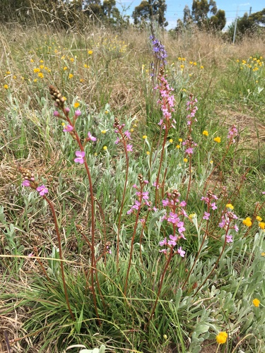 Stylidium graminifolium (Grass Triggerplant) (alternate view 7)