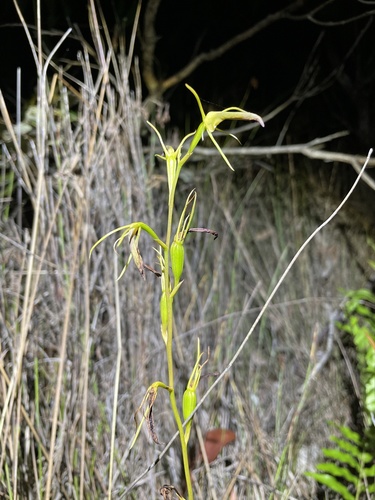 Cryptostylis subulata (Large Tongue Orchid) (alternate view 5)