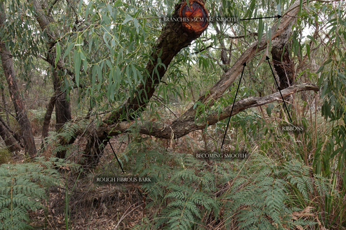 Eucalyptus viminalis (manna gum)
