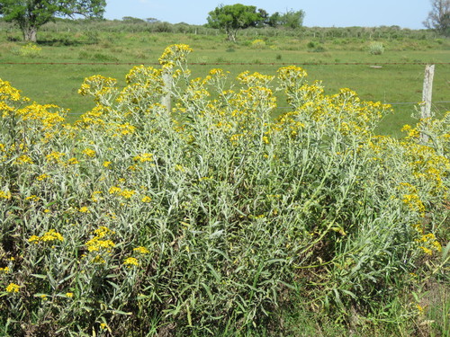 Senecio pterophorus (Shoddy Ragwort)