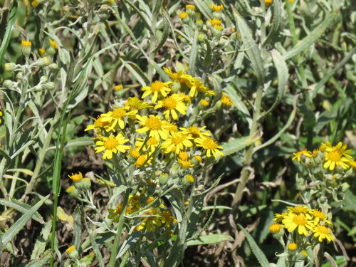 Senecio pterophorus (Shoddy Ragwort) (alternate view 2)