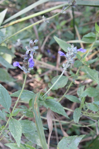 Salvia farinacea (mealy sage) (alternate view 3)