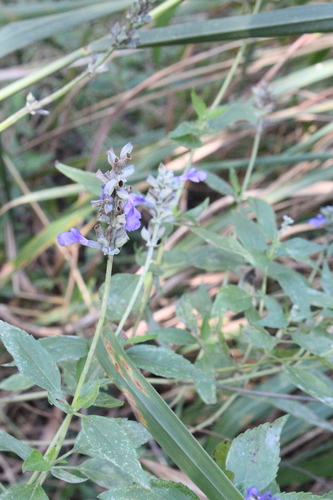 Salvia farinacea (mealy sage) (alternate view 4)