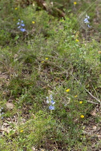 Thelymitra crinita (Blue Lady Orchid)