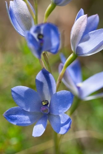 Thelymitra crinita (Blue Lady Orchid) (alternate view 2)