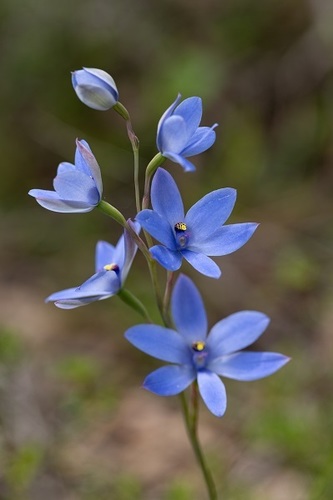 Thelymitra crinita (Blue Lady Orchid) (alternate view 3)