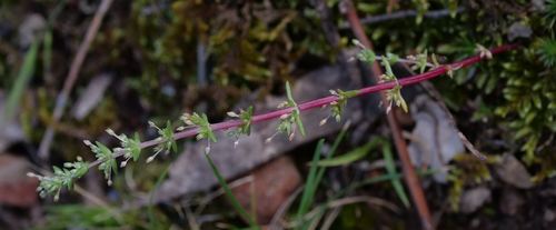 Crassula sieberiana (Australian Stonecrop) (alternate view 3)