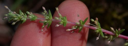 Crassula sieberiana (Australian Stonecrop) (alternate view 4)